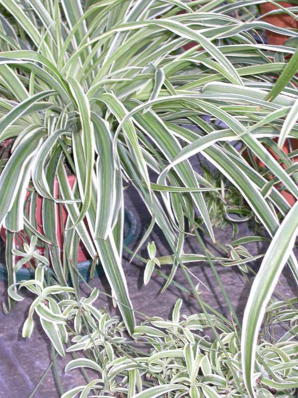 Spider plant (Chlorophytum comosum)